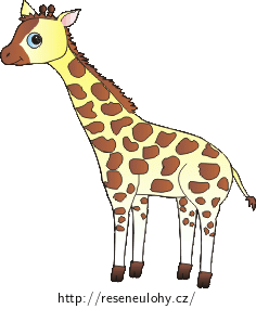 mládě žirafy